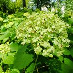 Hydrangea arborescens 花