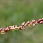 Bistorta vivipara Fruit