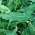 Persicaria hydropiper Leaf