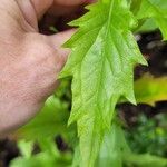 Erigeron annuus Leaf