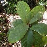 Planchonella roseoloba Fuelha