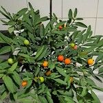 Solanum pseudocapsicum 果實