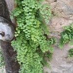 Adiantum capillus-veneris Elinympäristö