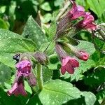 Pulmonaria officinalis Flor