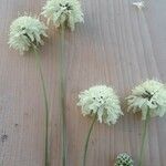 Cephalaria gigantea 花