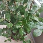 Feijoa sellowiana ഇല