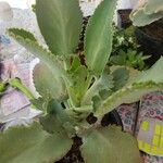 Kalanchoe ceratophylla Листок