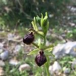 Ophrys sphegodes Fleur