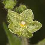 Matelea reticulata Cvet