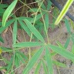Tephrosia lupinifolia Лист