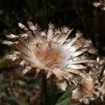 Centaurea tenorei 花