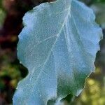 Alnus orientalis Leaf