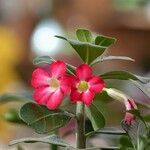 Adenium multiflorum Цвят