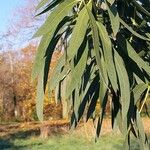 Eucalyptus parvula Hoja