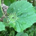 Abutilon indicum Fruit