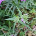 Phlox pilosa Leaf