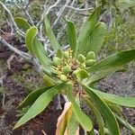 Garnieria spathulifolia Plante entière