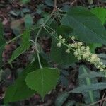 Mallotus oppositifolius ফুল