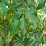 Ostrya carpinifolia برگ