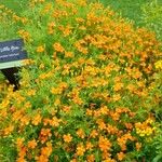 Tagetes tenuifolia Характер