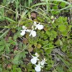 Teucrium pyrenaicum Hoja