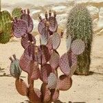 Opuntia macrocentra List