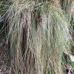 Festuca flavescens Hoja