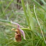 Ophrys holosericea Frukt