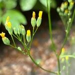 Crepis pulchra Квітка