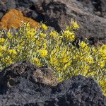 Cneorum pulverulentum आदत