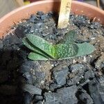 Gasteria pillansii Kabuk