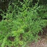 Cytisus villosus Агульны выгляд