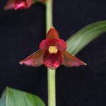 Epipactis royleana Flower
