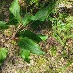Cynoglossum grande 叶