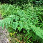 Dryopteris goldieana Φύλλο