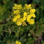 Sinapis arvensis Fula