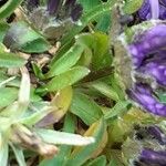 Phyteuma globulariifolium 葉