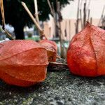 Physalis alkekengi Fruto