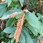 Flemingia strobilifera Fruit