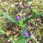 Spermacoce dibrachiata Цвят