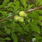 Prunus brigantina Fruit