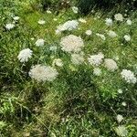 Visnaga daucoides Лист