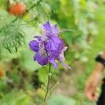 Delphinium ajacis花