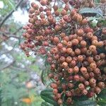 Sorbus scalaris Fruit