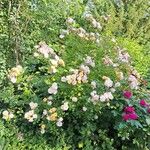 Rosa moschata 整株植物