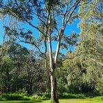 Eucalyptus camaldulensisKoor