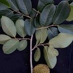 Annona crassiflora Плод