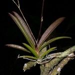 Ionopsis utricularioides Rusk