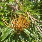 Grevillea robustaFleur