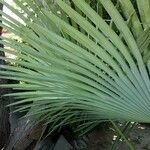Livistona chinensis Folha
